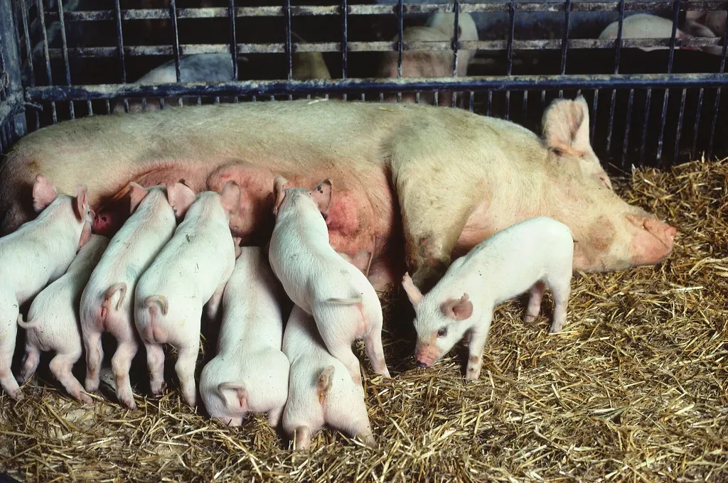 Ajutor de stat porci și bovine: SRL-urile pot cere 11,9 €/loc după Legea 203/2026