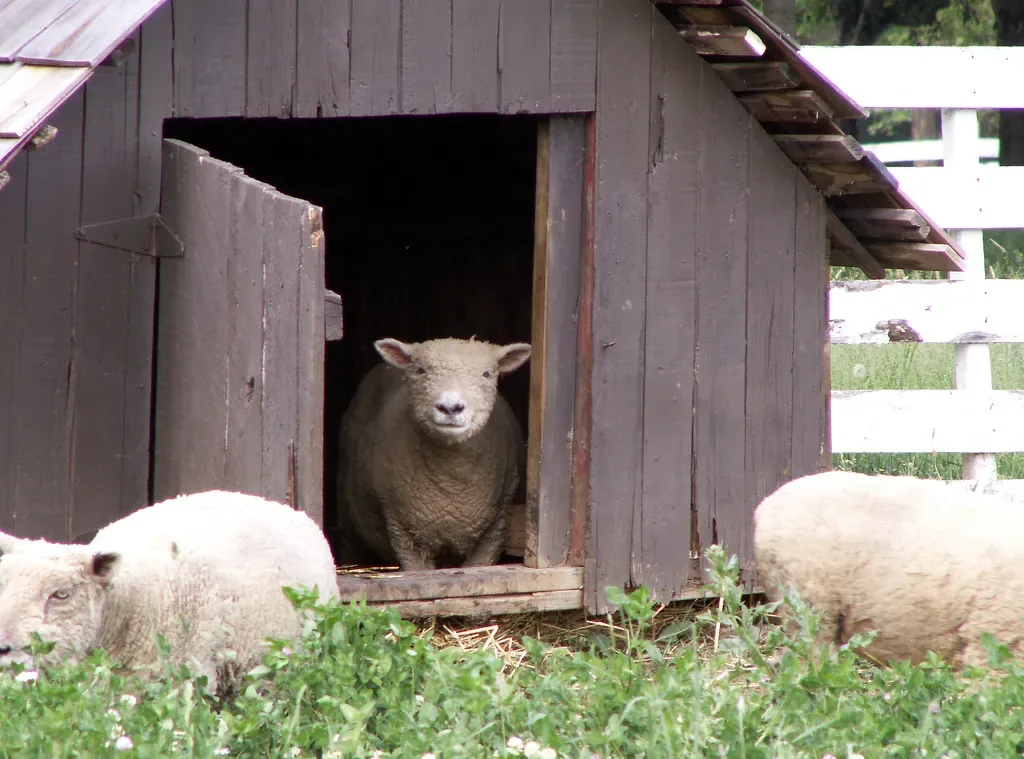 DR-21 AFIR: până la 50.000 € pentru biosecuritate în fermele de ovine și caprine