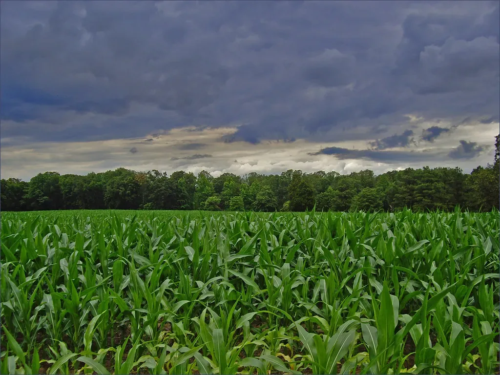DR-31 AFIR: 50% din prima de asigurare agricolă, ghidul a trecut de consultare