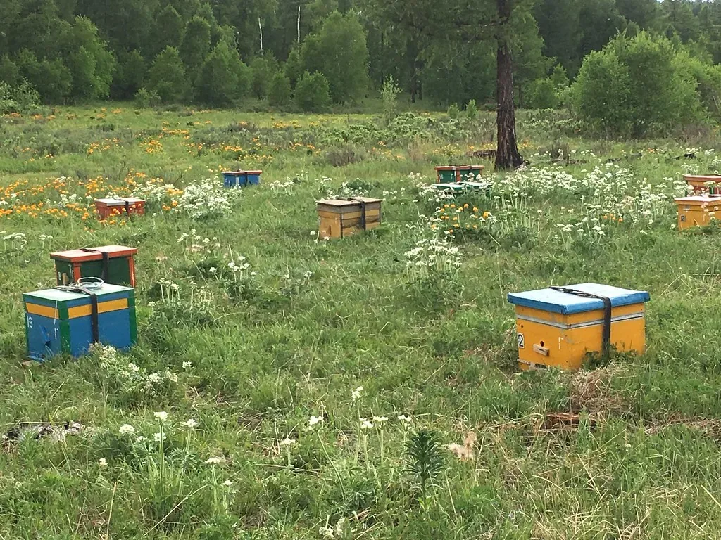 Funding for beekeeping and small chicken and goat farms: DR-14 with up to €50,000